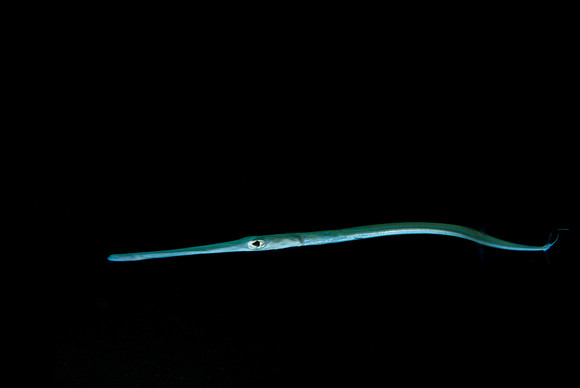 Lightening Blue Streak