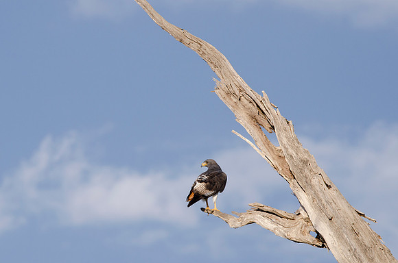 Augur Buzzard on a Dead Tree