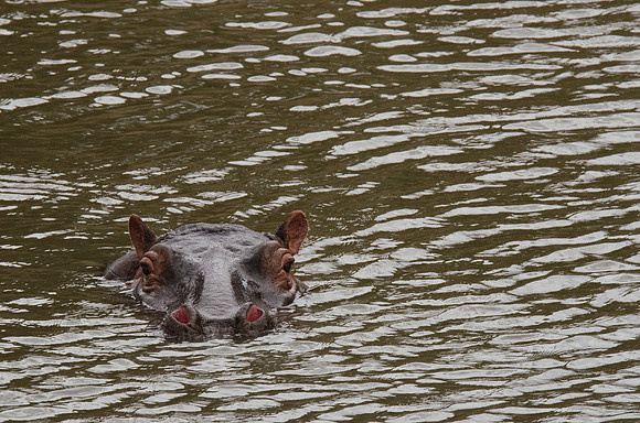 Hippo Portrait 1