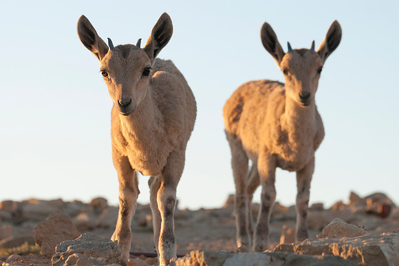 Nubian Ibex Fawns Portrait 3