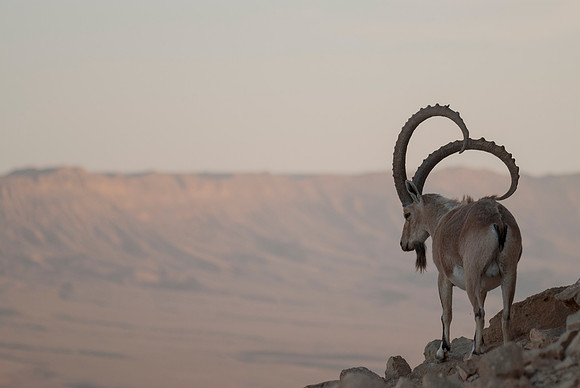 Male Nubian Ibex at Sunset 1