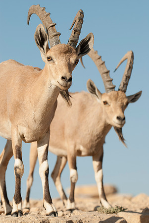 Juvenile Male Nubian Ibexes Portrait 2