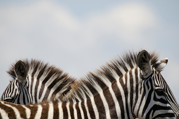 Masai Zebra Portrait 2