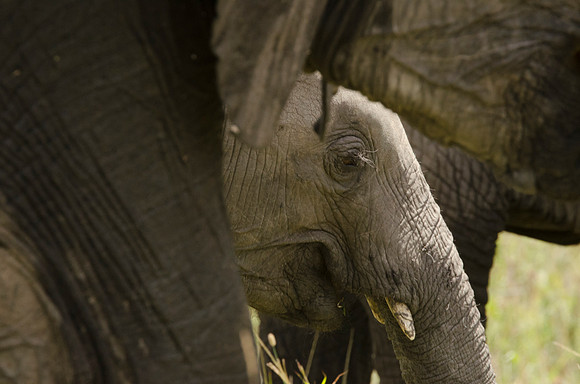 Elephant Calf amongst Adults