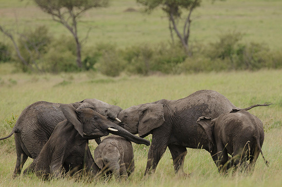 Elephant Calves Playing