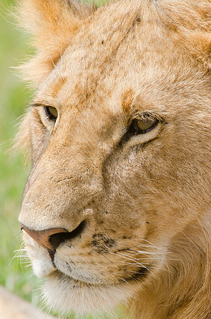 Young Male Lion Portrait 1