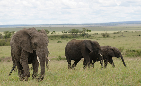 African Elephants Grazing 3