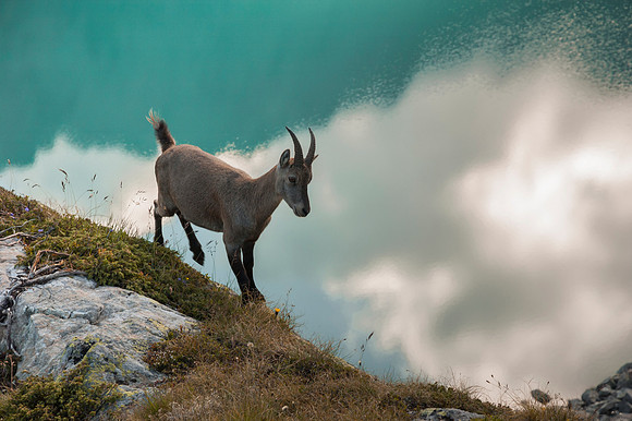 Female Alpine Ibex with Reflection of the Sky and Mountains