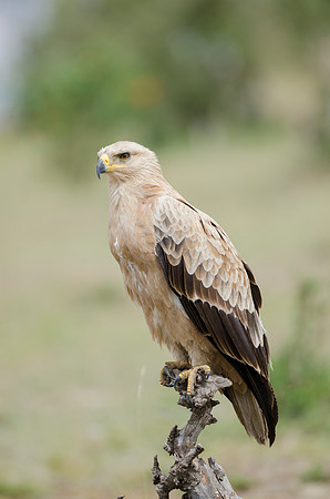 Tawny Eagle Portrait