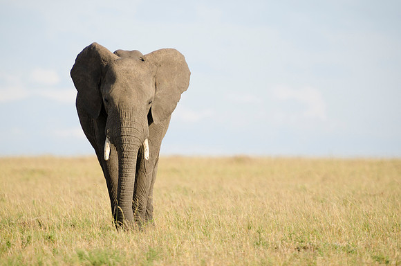 African Elephant Portrait 1