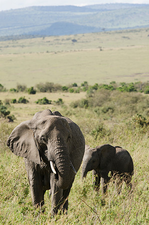 Mother and Calf Elephants