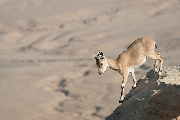 Juvenile Female Nubian Ibex on a steep Rocky Terrain