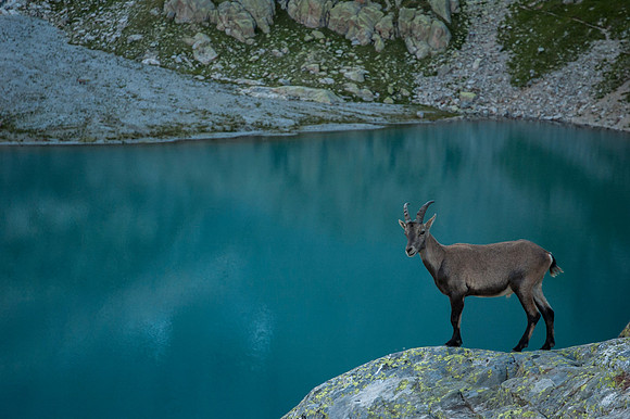 Female Alpine Ibex at Lac Blanc