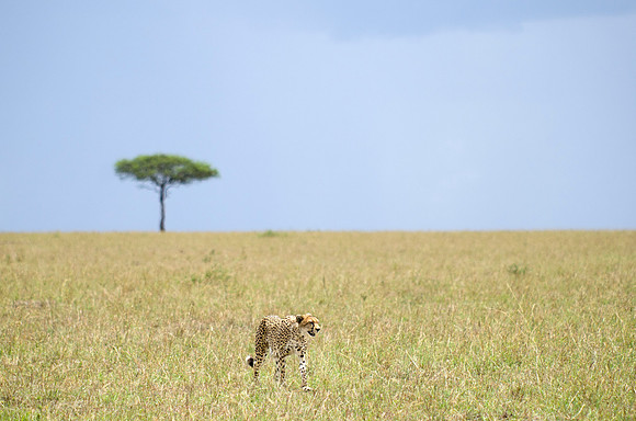 Cheetah in search of prey 3