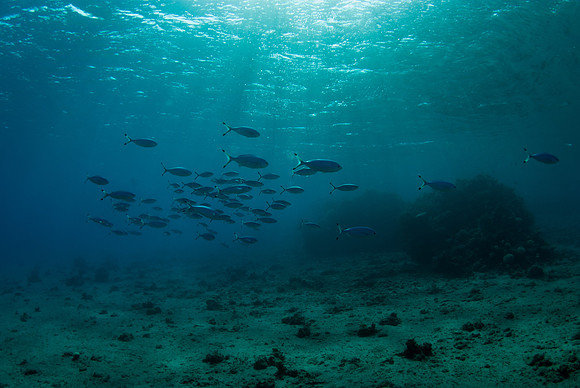 Silent Blue