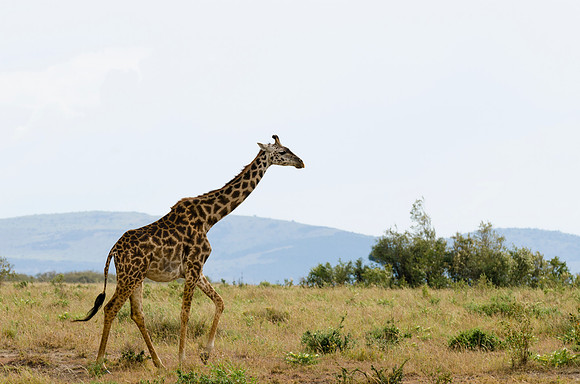 Masai Giraffe roaming Mara Plain