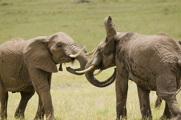 Elephants Arguing