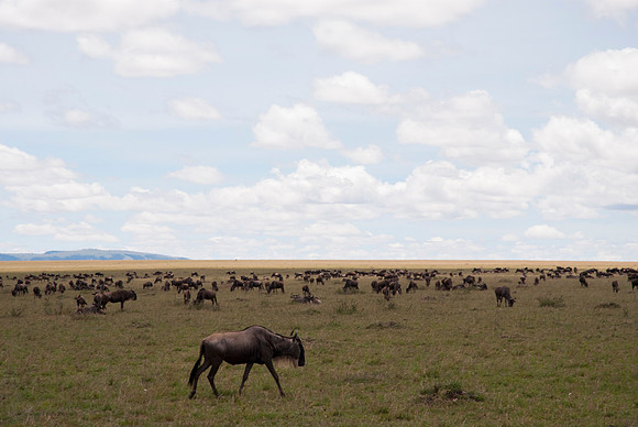 Wildebeest Roaming the Mara Plain
