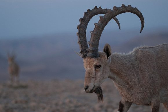 Nubian Ibexes at Dawn 3