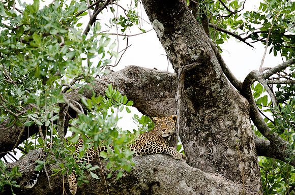 Leopard in a Tree 3