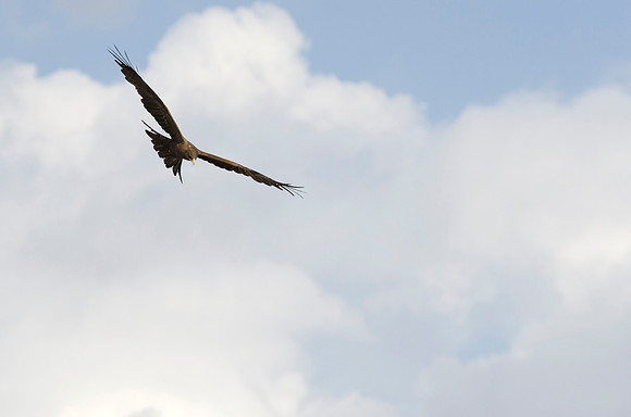 Black Kite in flight 1