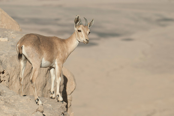 Juvenile Female Nubian Ibex Portrait 1