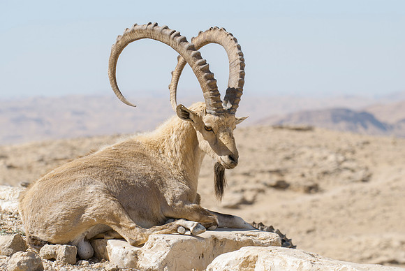 Male Nubian Ibex Portrait 3