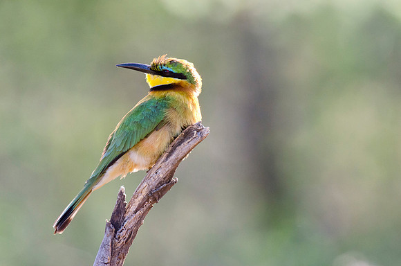 Little Bee Eater Portrait1