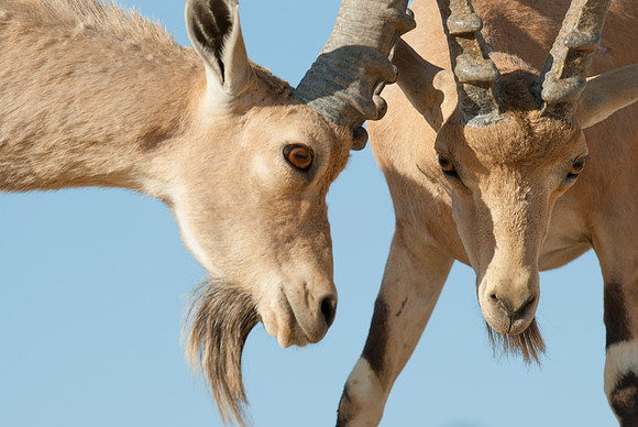 Juvenile Male Nubian Ibexes Sparring 6