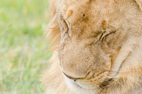 Young Male Lion Portrait 3