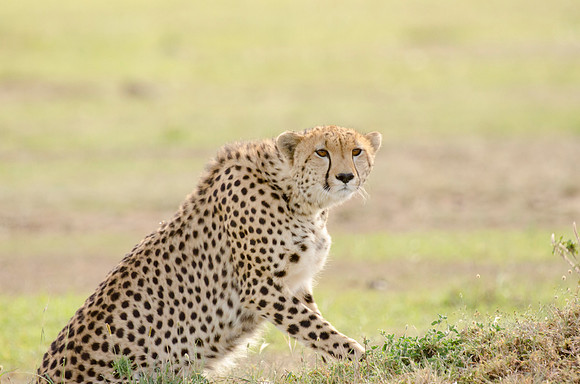 Cheetah Portrait 3