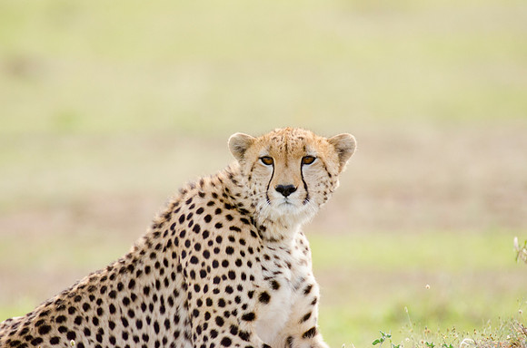Cheetah Portrait 2