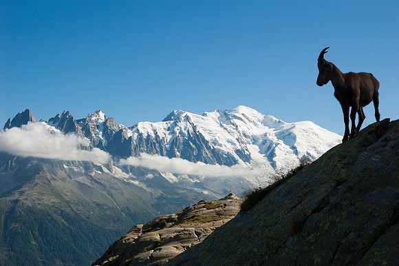 Juvenile Alpine Ibex Silhouette with Mont Blanc