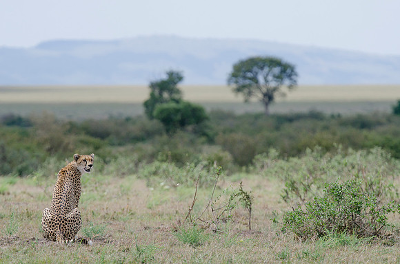 Cheetah in search of the Prey 6