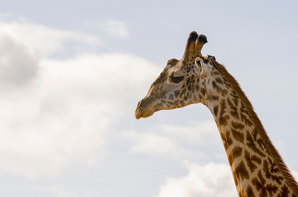 Giraffe Portrait