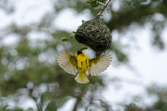 Black-headed Weaver building a nest 2