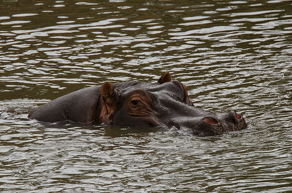 Hippo Portrait 2