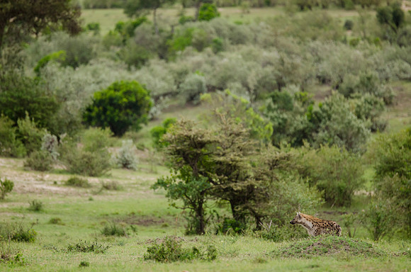 Lone Hyena