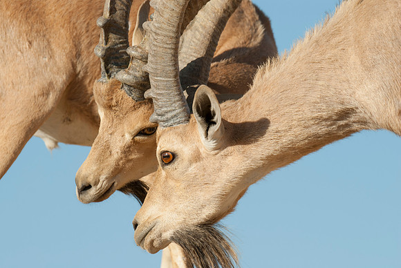 Juvenile Male Nubian Ibexes Sparring 5