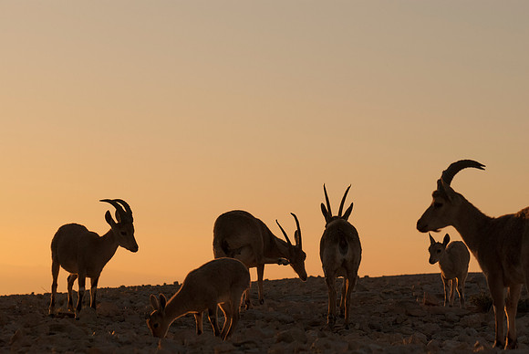 Nubian Ibex Family at Sunrise 1