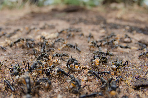 Green Ants hunting Termites