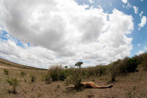 Giraffe Carcass laying in the Savanna