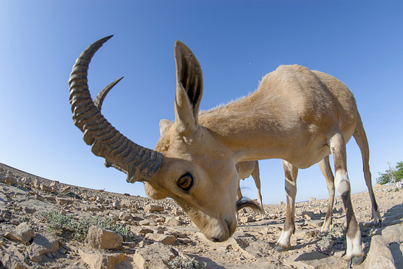 Juvenile Male Nubian Ibex Portrait 2