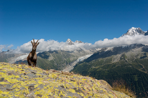 Female Alpine Ibex with glacier 2