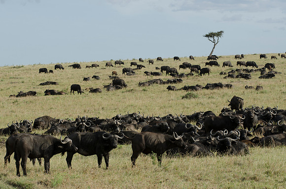 Buffalo Herd