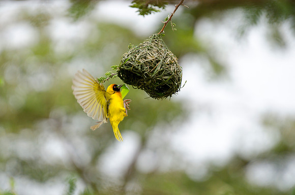 Black-headed Weaver Building a Nest 1
